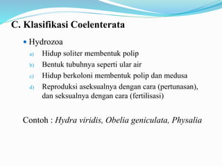 C. Klasifikasi Coelenterata
 Hydrozoa
a) Hidup soliter membentuk polip
b) Bentuk tubuhnya seperti ular air
c) Hidup berkoloni membentuk polip dan medusa
d) Reproduksi aseksualnya dengan cara (pertunasan),
dan seksualnya dengan cara (fertilisasi)
Contoh : Hydra viridis, Obelia geniculata, Physalia
 