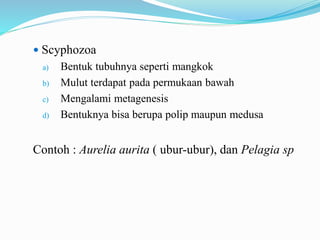 Scyphozoa
a) Bentuk tubuhnya seperti mangkok
b) Mulut terdapat pada permukaan bawah
c) Mengalami metagenesis
d) Bentuknya bisa berupa polip maupun medusa
Contoh : Aurelia aurita ( ubur-ubur), dan Pelagia sp
 