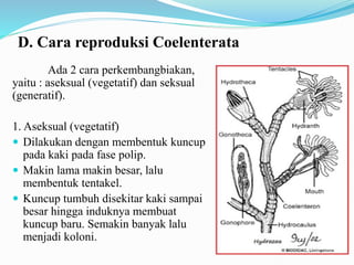 D. Cara reproduksi Coelenterata
Ada 2 cara perkembangbiakan,
yaitu : aseksual (vegetatif) dan seksual
(generatif).
1. Aseksual (vegetatif)
 Dilakukan dengan membentuk kuncup
pada kaki pada fase polip.
 Makin lama makin besar, lalu
membentuk tentakel.
 Kuncup tumbuh disekitar kaki sampai
besar hingga induknya membuat
kuncup baru. Semakin banyak lalu
menjadi koloni.
 