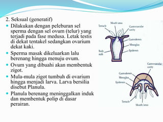 2. Seksual (generatif)
 Dilakukan dengan peleburan sel
sperma dengan sel ovum (telur) yang
terjadi pada fase medusa. Letak testis
di dekat tentakel sedangkan ovarium
dekat kaki.
 Sperma masak dikeluarkan lalu
berenang hingga menuju ovum.
 Ovum yang dibuahi akan membentuk
zigot.
 Mula-mula zigot tumbuh di ovarium
hingga menjadi larva. Larva bersilia
disebut Planula.
 Planula berenang meninggalkan induk
dan membentuk polip di dasar
perairan.
 