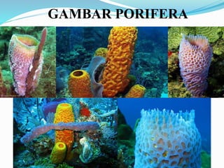 GAMBAR PORIFERA
 
