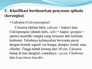 C. Klasifikasi berdasarkan penyusun spikula
(kerangka)
 Calcarea (Calcisspongiae)
Calcarea (dalam latin, calcare = kapur) atau
Calcispongiae (dalam latin, calci = kapur, spongia =
spons) memiliki rangka yang tersusun dari kalsium
karbonat. Tubuhnya kebanyakan berwarna pucat
dengan bentuk seperti vas bunga, dompet, kendi, atau
silinder. Tinggi tubuh kurang dari 10 cm. Calcarea
hidup di laut dangkal, contohnya : sycon, Clathrina,
dan Leucettusa lancifer.
 