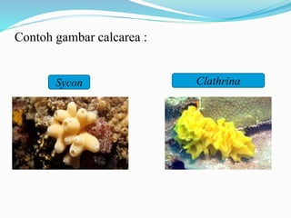 Contoh gambar calcarea :
Sycon Clathrina
 