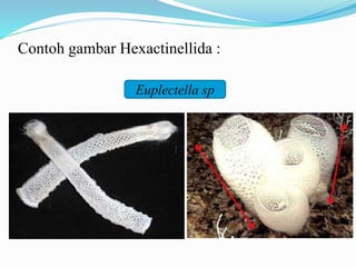 Contoh gambar Hexactinellida :
Euplectella sp
 