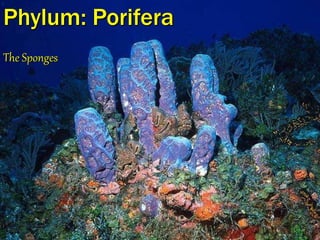 Phylum: Porifera
The Sponges
 