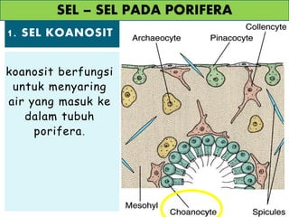 1. SEL KOANOSIT
koanosit berfungsi
untuk menyaring
air yang masuk ke
dalam tubuh
porifera.
SEL – SEL PADA PORIFERA
 