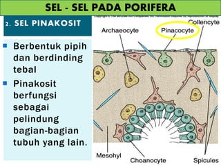 2. SEL PINAKOSIT
 Berbentuk pipih
dan berdinding
tebal
 Pinakosit
berfungsi
sebagai
pelindung
bagian-bagian
tubuh yang lain.
SEL - SEL PADA PORIFERA
 