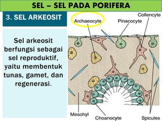 3. SEL ARKEOSIT
Sel arkeosit
berfungsi sebagai
sel reproduktif,
yaitu membentuk
tunas, gamet, dan
regenerasi.
SEL – SEL PADA PORIFERA
 