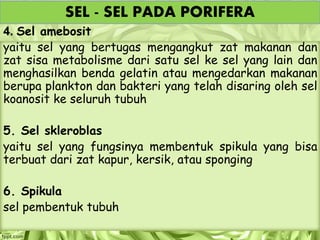 4. Sel amebosit
yaitu sel yang bertugas mengangkut zat makanan dan
zat sisa metabolisme dari satu sel ke sel yang lain dan
menghasilkan benda gelatin atau mengedarkan makanan
berupa plankton dan bakteri yang telah disaring oleh sel
koanosit ke seluruh tubuh
5. Sel skleroblas
yaitu sel yang fungsinya membentuk spikula yang bisa
terbuat dari zat kapur, kersik, atau sponging
6. Spikula
sel pembentuk tubuh
SEL - SEL PADA PORIFERA
 