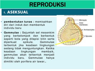 • pembentukan tunas : memisahkan
diri dari induk dan membentuk
individu baru
• Gemmulae : Sejumlah sel mesenkim
yang berkelompok dan berbentuk
seperti bola yang dilapisi kitin serta
diperkuat spikula. Gemmulae
terbentuk jika keadaan lingkungan
sedang tidak menguntungkan. Ketika
keadaan lingkungan membaik,
gemmulae akan terbentuk menjadi
individu baru. Gemmulae hanya
dimiliki oleh porifera air tawar..
REPRODUKSI
1. ASEKSUAL
 