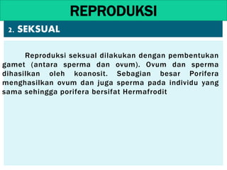 Reproduksi seksual dilakukan dengan pembentukan
gamet (antara sperma dan ovum). Ovum dan sperma
dihasilkan oleh koanosit. Sebagian besar Porifera
menghasilkan ovum dan juga sperma pada individu yang
sama sehingga porifera bersifat Hermafrodit
REPRODUKSI
2. SEKSUAL
 