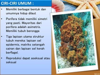 • Memiliki berbagai bentuk dan
umumnya hidup dilaut
• Porifera tidak memiliki simetri
yang pasti. Mayoritas dari
porifera adalah asimetris.
Memiliki tubuh berongga
• Tiga lapisan utama struktur
tubuh mereka: lapisan sel
epidermis, matriks setengah
cairan dan lapisan sel kerah
berflagel.
• Reproduksi dapat aseksual atau
seksual
CIRI-CIRI UMUM :
 