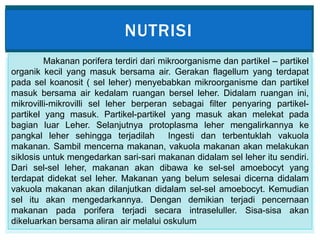 NUTRISI
Makanan porifera terdiri dari mikroorganisme dan partikel – partikel
organik kecil yang masuk bersama air. Gerakan flagellum yang terdapat
pada sel koanosit ( sel leher) menyebabkan mikroorganisme dan partikel
masuk bersama air kedalam ruangan bersel leher. Didalam ruangan ini,
mikrovilli-mikrovilli sel leher berperan sebagai filter penyaring partikel-
partikel yang masuk. Partikel-partikel yang masuk akan melekat pada
bagian luar Leher. Selanjutnya protoplasma leher mengalirkannya ke
pangkal leher sehingga terjadilah Ingesti dan terbentuklah vakuola
makanan. Sambil mencerna makanan, vakuola makanan akan melakukan
siklosis untuk mengedarkan sari-sari makanan didalam sel leher itu sendiri.
Dari sel-sel leher, makanan akan dibawa ke sel-sel amoebocyt yang
terdapat didekat sel leher. Makanan yang belum selesai dicerna didalam
vakuola makanan akan dilanjutkan didalam sel-sel amoebocyt. Kemudian
sel itu akan mengedarkannya. Dengan demikian terjadi pencernaan
makanan pada porifera terjadi secara intraseluller. Sisa-sisa akan
dikeluarkan bersama aliran air melalui oskulum
 