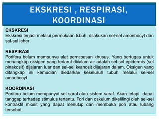 EKSKRESI , RESPIRASI,
KOORDINASI
EKSKRESI
Ekskresi terjadi melalui permukaan tubuh, dilakukan sel-sel amoebocyt dan
sel-sel leher
RESPIRASI
Porifera belum mempunya alat pernapasan khusus. Yang bertugas untuk
menangkap oksigen yang terlarut didalam air adalah sel-sel epidermis (sel
pinakosit) dijajaran luar dan sel-sel koanosit dijajaran dalam. Oksigen yang
ditangkap ini kemudian diedarkan keseluruh tubuh melalui sel-sel
amoebocyt
KOORDINASI
Porifera belum mempunyai sel saraf atau sistem saraf. Akan tetapi dapat
tanggap terhadap stimulus tertentu. Pori dan oskulum dikelilingi oleh sel-sel
kontraktil miosit yang dapat menutup dan membuka pori atau lubang
tersebut.
 