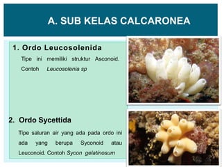 1. Ordo Leucosolenida
Tipe ini memiliki struktur Asconoid.
Contoh Leucosolenia sp
2. Ordo Sycettida
Tipe saluran air yang ada pada ordo ini
ada yang berupa Syconoid atau
Leuconoid. Contoh Sycon gelatinosum
A. SUB KELAS CALCARONEA
 