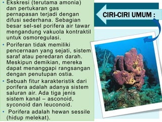 • Ekskresi (terutama amonia)
dan pertukaran gas
pernapasan terjadi dengan
difusi sederhana. Sebagian
besar sel-sel porifera air tawar
mengandung vakuola kontraktil
untuk osmoregulasi.
• Poriferan tidak memiliki
pencernaan yang sejati, sistem
saraf atau peredaran darah.
Meskipun demikian, mereka
dapat menanggapi rangsangan
dengan penutupan ostia.
• Sebuah fitur karakteristik dari
porifera adalah adanya sistem
saluran air. Ada tiga jenis
sistem kanal – asconoid,
syconoid dan leuconoid.
• Porifera adalah hewan sessile
(hidup melekat).
CIRI-CIRI UMUM :
 