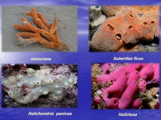 micociona Suberites ficus
Halichondria panicea Haliclona
 