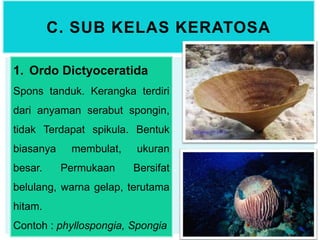 C. SUB KELAS KERATOSA
1. Ordo Dictyoceratida
Spons tanduk. Kerangka terdiri
dari anyaman serabut spongin,
tidak Terdapat spikula. Bentuk
biasanya membulat, ukuran
besar. Permukaan Bersifat
belulang, warna gelap, terutama
hitam.
Contoh : phyllospongia, Spongia
 