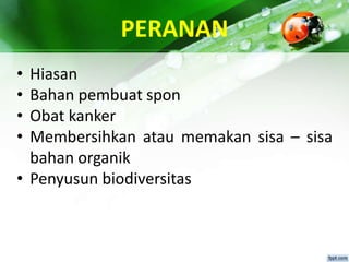 PERANAN
• Hiasan
• Bahan pembuat spon
• Obat kanker
• Membersihkan atau memakan sisa – sisa
bahan organik
• Penyusun biodiversitas
 