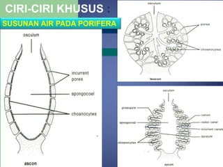 CIRI-CIRI KHUSUS :
SUSUNAN AIR PADA PORIFERA
 
