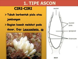 CIRI-CIRI
Tubuh berbentuk piala atau
jambangan
Bagian bawah melekat pada
dasar, Exp: Leucoselenia sp
1. TIPE ASCON
 