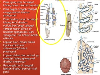 • Pada ujung atas terdapat
lubang besar disebut osculum
• Pada bagian tengah tedapat
rongga sental disebut
spongocoel
• Pada dinding tubuh terdapat
lubang kecil disebut
ostium,berfungsi sebagai
tempat masuk aliran air
kedalam spongocoel. Dari
spongocoel, air keluar melalu
oskulum.
• Lapisan luar (tetapi bukan
lapisan epidermis
sebenarnya)disebut
pinacocyst
• Lapisan dalam atau sel-sel yg
melapisi inding spongocoel
disebut choanocyt
• Benda gelatin di tengah2
lapisan disebut porocyt (sel
pori)
 