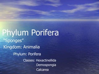 Phylum Porifera
“Sponges”
Kingdom: Animalia
Phylum: Porifera
Classes: Hexactinellida
Demospongia
Calcarea
 
