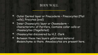BODY WALL
◈ Outer Dermal layer or Pinacoderm – Pinacocytes (Flat
cells), Procytes (oval)
◈ Inner Choanocytic layer or Choanoderm –
Characteristic of Porifera, Contains collar cells or
Choanocytes (flagellated)
◈ Choanocytes discovered by H.J. Clark
◈ Between these two layers gelatinous material
Mesenchyme is there. Amoebocytes are present here.
 