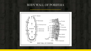 BODY WALL OF PORIFERA
 