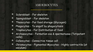 AMOEBOCYTES
◈ Scleroblast - For skeleton
◈ Spongioblast - For skeleton
◈ Thesocytes - For food storage (Glycogen)
◈ Phagocytes - To engulf by phagocytosis
◈ Trophocytes - For Distribution of food
◈ Archaeocytes - Formation ova & spermatazoa (Totipotant
cells)
◈ Collencytes - Connective tissue cell
◈ Chromocytes - Pigmented Myocytes - Highly contractile (at
osculum)
 