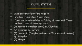 CANAL SYSTEM
◈ Canal system of porifera helps in
◈ nutrition, respiration & excretion.
◈ Canal are developed due to folding of inner wall. There
are four types of canal systems
◈ (1) Asconoid (simplest canal) eg. Olynthus
◈ (2) Syconoid eg. Scypha
◈ (3) Leuconoid (Complex and most efficient canal system)
eg. spongilla
◈ (4) Rhagon
 
