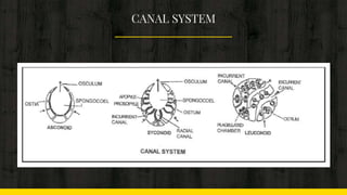 CANAL SYSTEM
 