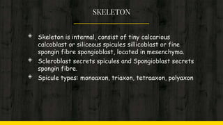 SKELETON
◈ Skeleton is internal, consist of tiny calcarious
calcoblast or siliceous spicules sillicoblast or fine
spongin fibre spongioblast, located in mesenchyma.
◈ Scleroblast secrets spicules and Spongioblast secrets
spongin fibre.
◈ Spicule types: monoaxon, triaxon, tetraaxon, polyaxon
 