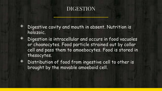 DIGESTION
◈ Digestive cavity and mouth in absent. Nutrition is
holozoic.
◈ Digestion is intracellular and occurs in food vacuoles
or choanocytes. Food particle strained out by collar
cell and pass them to amoebocytes. Food is stored in
thesocytes.
◈ Distribution of food from ingestive cell to other is
brought by the movable amoeboid cell.
 