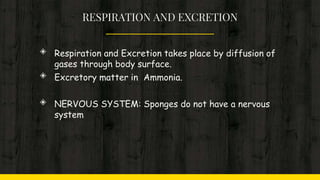 RESPIRATION AND EXCRETION
◈ Respiration and Excretion takes place by diffusion of
gases through body surface.
◈ Excretory matter in Ammonia.
◈ NERVOUS SYSTEM: Sponges do not have a nervous
system
 