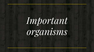 Important
organisms
 