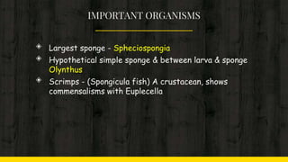 IMPORTANT ORGANISMS
◈ Largest sponge - Spheciospongia
◈ Hypothetical simple sponge & between larva & sponge
Olynthus
◈ Scrimps - (Spongicula fish) A crustacean, shows
commensalisms with Euplecella
 