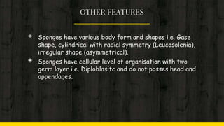 OTHER FEATURES
◈ Sponges have various body form and shapes i.e. Gase
shape, cylindrical with radial symmetry (Leucosolenia),
irregular shape (asymmetrical).
◈ Sponges have cellular level of organisation with two
germ layer i.e. Diploblasitc and do not posses head and
appendages.
 