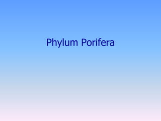 Phylum Porifera
 