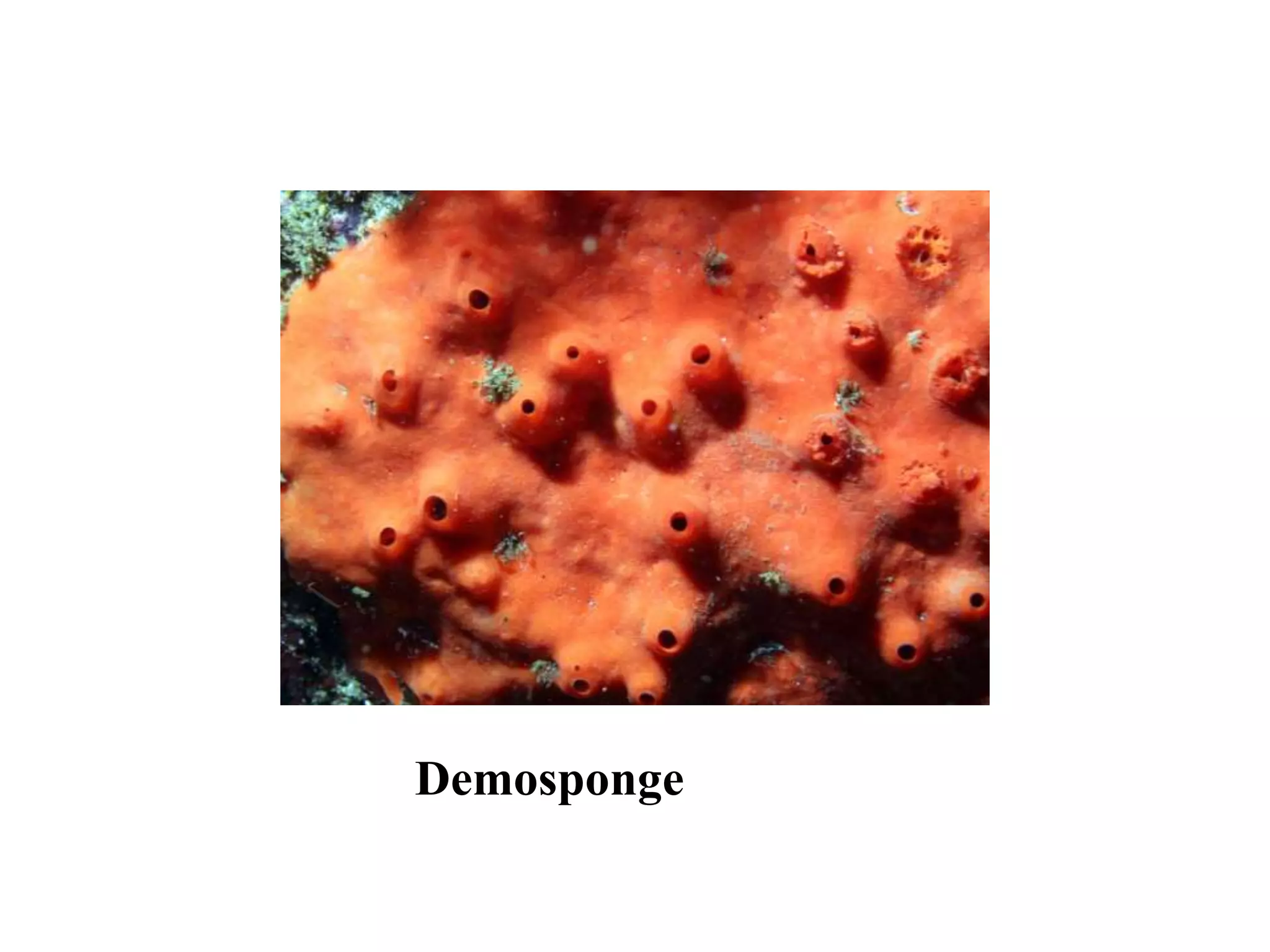 Demosponge
 