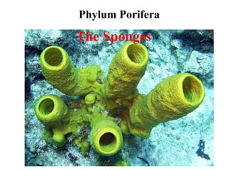 Phylum Porifera
The Sponges
 