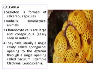 CALCAREA
1.Skeleton is formed of
calcareous spicules
2.Radially symmetrical
animals
3.Choanocyte cells are large
and conspicuous (easily
seen or notice)
4.They have usually a single
cavity called spongocoel
opening to the exterior
through a single opening
called osculum. Example
Clathrina, Leucosolenia.
 