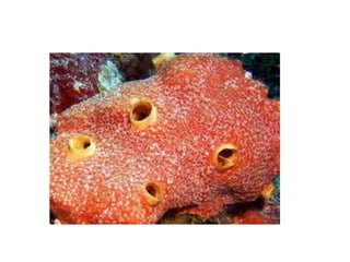 PORIFERA.pptx