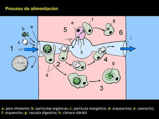 Proceso de alimentación
a: poro inhalante; b: partículas orgánicas; c: partícula inorgánica; d: arqueocitos; e: coanocito;
f: arqueocito; g: vacuola digestiva; h: cámara vibrátil
 