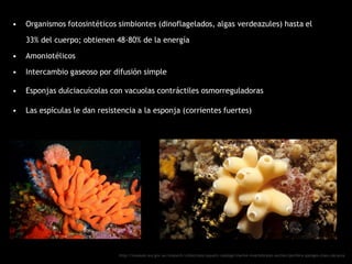 • Organismos fotosintéticos simbiontes (dinoflagelados, algas verdeazules) hasta el
33% del cuerpo; obtienen 48-80% de la energía
• Amoniotélicos
• Intercambio gaseoso por difusión simple
• Esponjas dulciacuícolas con vacuolas contráctiles osmorreguladoras
• Las espículas le dan resistencia a la esponja (corrientes fuertes)
http://museum.wa.gov.au/research/collections/aquatic-zoology/marine-invertebrates-section/porifera-sponges-class-calcarea
 