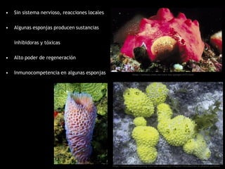 • Sin sistema nervioso, reacciones locales
• Algunas esponjas producen sustancias
inhibidoras y tóxicas
• Alto poder de regeneración
• Inmunocompetencia en algunas esponjas
https://courses.lumenlearning.com/wm-nmbiology2/chapter/introduction-to-phylum-porifera/
https://animals.mom.me/care-sea-sponges-4173.html
 