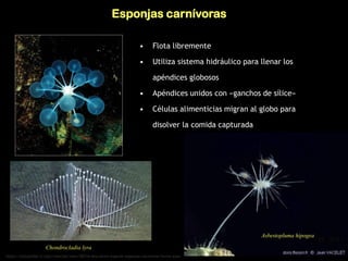 Esponjas carnívoras
• Flota libremente
• Utiliza sistema hidráulico para llenar los
apéndices globosos
• Apéndices unidos con «ganchos de sílice»
• Células alimenticias migran al globo para
disolver la comida capturada
Chondrocladia lyra
https://actualidad.rt.com/ciencias/view/58216-descubren-especie-esponjas-carnivoras-forma-arpa
Asbestopluma hipogea
 
