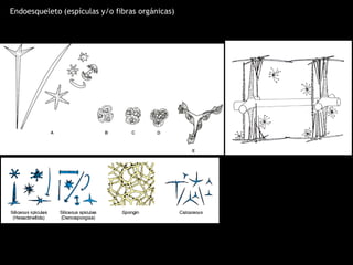 Endoesqueleto (espículas y/o fibras orgánicas)
 