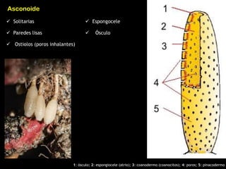  Solitarias
 Paredes lisas
 Ostiolos (poros inhalantes)
1: ósculo; 2: espongiocele (atrio); 3: coanodermo (coanocitos); 4: poros; 5: pinacodermo
Asconoide
 Espongocele
 Ósculo
 