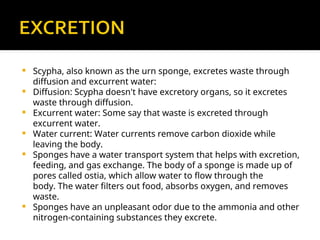 type study general characterstics of Porifera.ppt